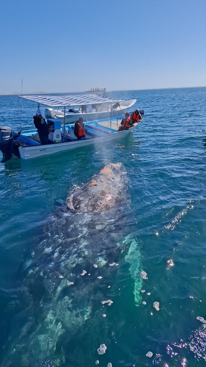 Beach camp accommodation